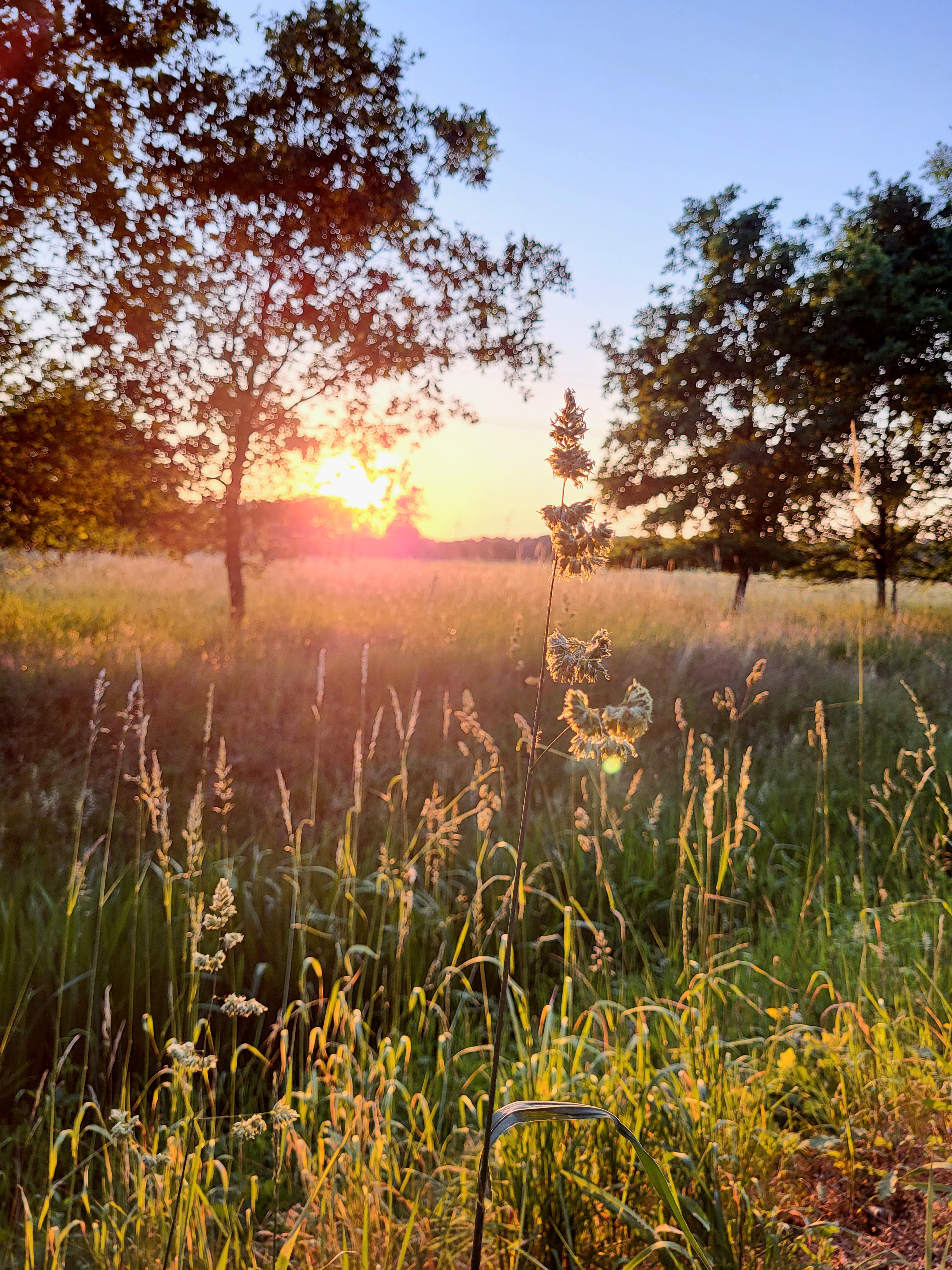 Sonnenuntergang an einem Feldrand mit Baumbewuchs.