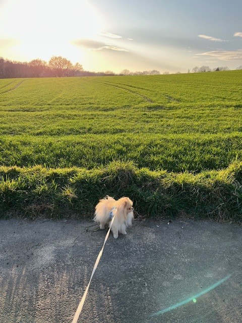 Mein kleiner Hund Stormy bei einem schönen Spaziergang in Hattingen- entschleunigend.